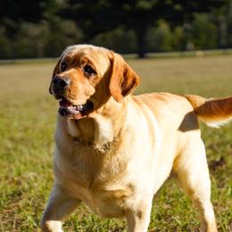 River - Labrador Retriever