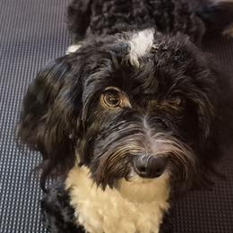 Havanese Puppies from Darrtfarms