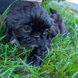 Simon - Black male Shih Tzu puppy in West Pawlet, Vermont from Morgan's Shih Tzus