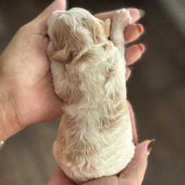 Boy 5 - Cream male Cavapoo puppy in Nampa,, Idaho from Clig Doodle Days
