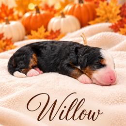 Willow - Tri-color female Bernedoodle puppy in Idaho from Bernese By Barzees
