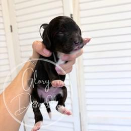 Grey - Tri-color female Bernedoodle puppy in Rockwall, Texas from Glory Doodles