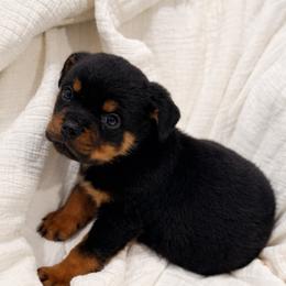 Lexxa - Black and mahogany female Rottweiler puppy in Parker, Colorado from Denver Rottweilers