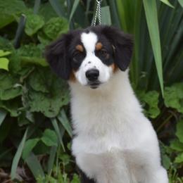 Voodoo - Black tri-color female Australian Shepherd puppy in Pilot, Virginia from Obsidian Australian Shepherd