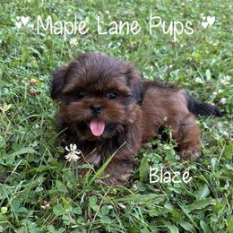 Blaze - Red male Shih Tzu puppy in Marion, Michigan from Maple Lane Pups