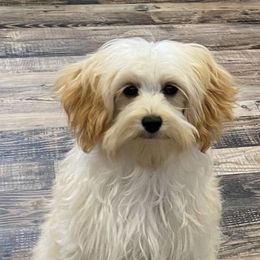 Maltipoos and Poodles from Mandella Pups