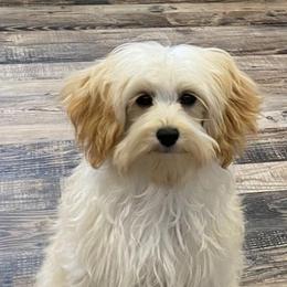Maltipoos and Poodles from Mandella Pups