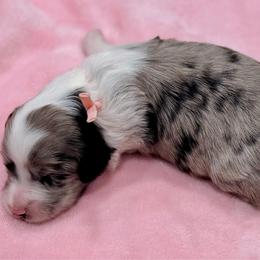 Pink collar toy - Blue merle female Aussiedoodle puppy in 32046, Florida from River Hill Ranch