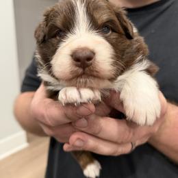 Fluorite - Red tri-color male Australian Shepherd puppy in Augusta, Georgia from Incendia Aussies & Dobies