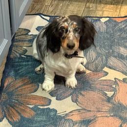 Lilo - Dachshund
