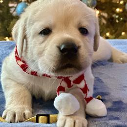 Yellow Collar - Yellow female Labrador Retriever puppy in Ocala, Florida from SoFlo Labradors