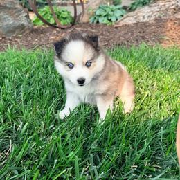 Liberty - Black and white female Pomsky puppy in Doon, Iowa from Luxury Pomsky
