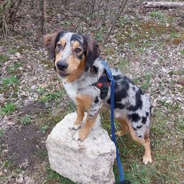 Leo - Sporty Mix