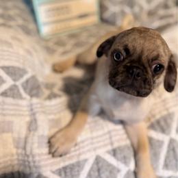 Breeze - Cream male Pug puppy in Smiths Station, Alabama from Magnolia Pugs