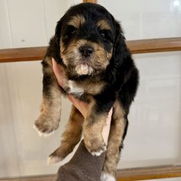 Buzz - Black tri-color male Aussiedoodle puppy in Heber City, Utah from Junipersdoodles