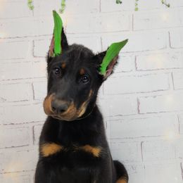Loganberry - Black and rust male Beauceron puppy in Seattle, Washington from SilverStruck Kennels