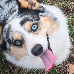 American Corgis and Pembroke Welsh Corgis from High Cotton Corgis