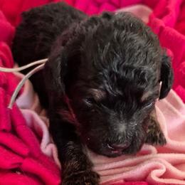 Phil - Black male Maltipoo puppy in Sidney, Maine from Snow Pond Farm