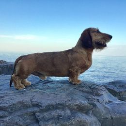 Ruger - Dachshund