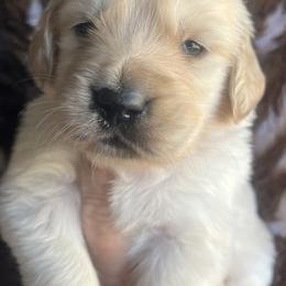 Red - Golden female Golden Retriever puppy in Jesup, Georgia from Painted Platinum Retrievers (Painted Platinum Kennel) PPK