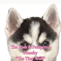 "Pia" Pomsky Puppies from The Posh & Pampered Pomsky