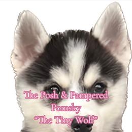 "Pia" Pomsky Puppies from The Posh & Pampered Pomsky