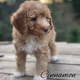 Cinnamon - Yellow and white male Bernedoodle puppy in Pismo Beach, California from Beach Bernedoodles