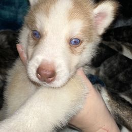 Siberian Husky Puppies from Feazell’s Siberian Huskies