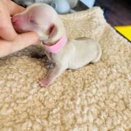 Princess Elsa - Cream female Dachshund puppy in Prescott, Arizona from Dachshund Family Love Breeders