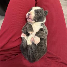 Scylla - Blue female Border Collie puppy in Grapeview, Washington from Athena’s Collies