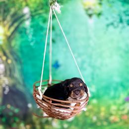 Miso - Black and tan male Dachshund puppy in Westport, Kentucky from Lonestar Creek Farm