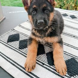 German Shepherd Puppies from Sand Hill Shepherds & Setters