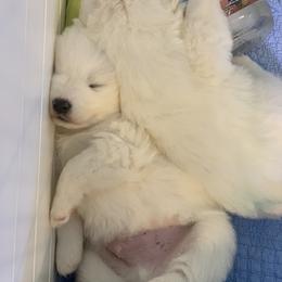 Samoyed Puppies from ArticCross Samoyeds-Florida
