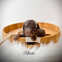 Reese - Phantom female Goldendoodle puppy in from Pink Poodles and Doodles