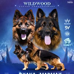 Luca - Black and red male German Shepherd puppy in Canton, Texas from WILDWOOD GERMAN SHEPHERDS