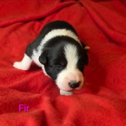Fir - Black and white female Border Collie puppy in Gaffney, South Carolina from On the Lamb