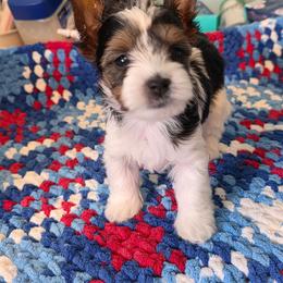 Kimber - Black tan and white female Biewer Terrier puppy in Jefferson County, Ohio from ORBiT Ohio River Biewer Terriers