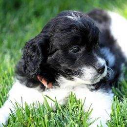 Goldendoodle and Poodle Puppies from Serenity Doodles