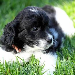 Goldendoodle and Poodle Puppies from Serenity Doodles