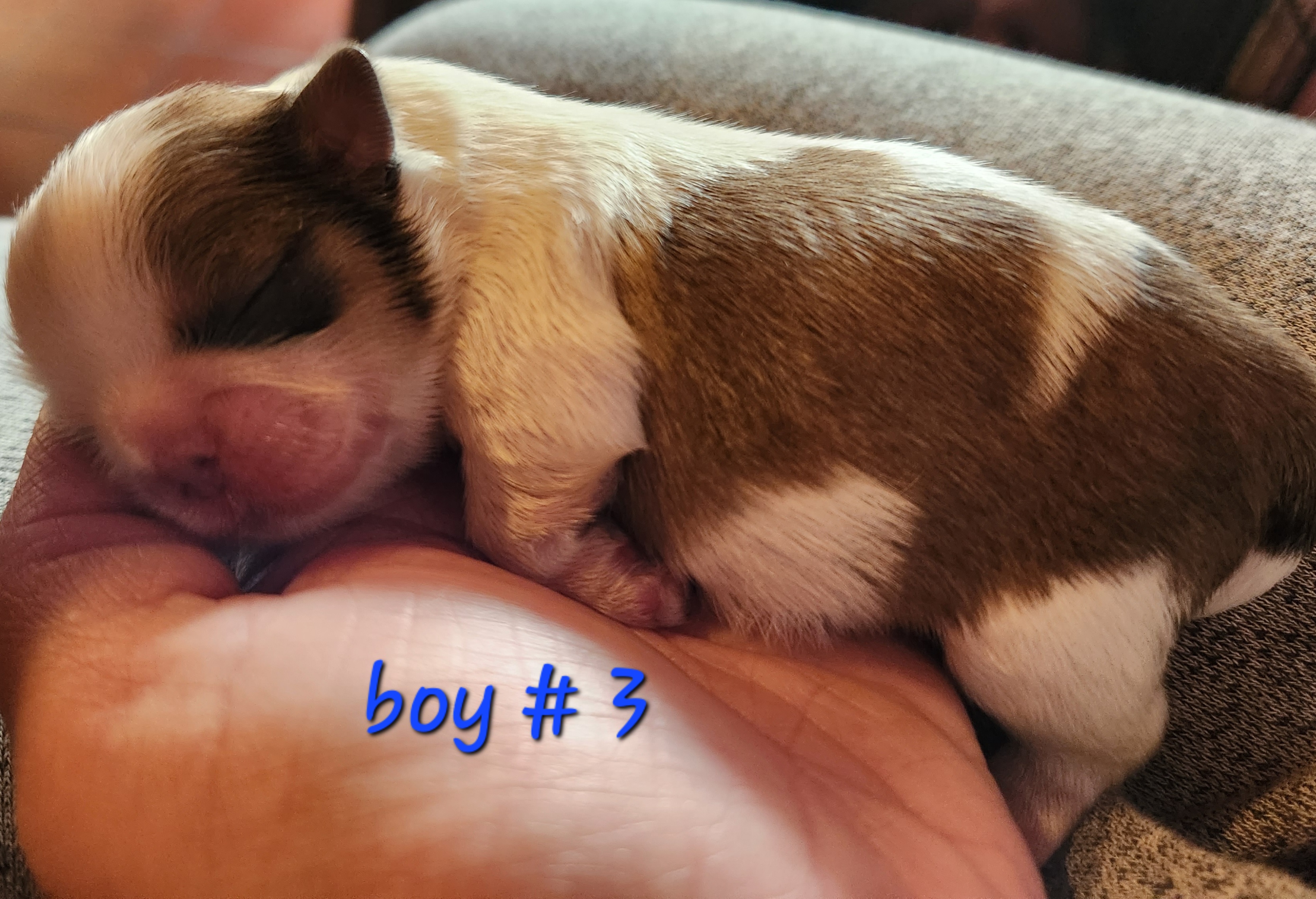 Shih Tzu Puppies from Tae's Shih Tzu Puppies