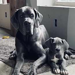 Rhyno - Great Dane