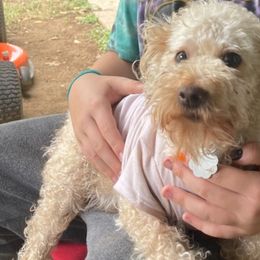 Yorkipoos and Yorkshire Terriers from Perfectly imperfect