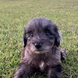 Aussiedoodles, Miniature Australian Shepherds, and Toy Australian Shepherds from Brandilyn's Aussies