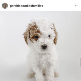 Aussiedoodle and Goldendoodle Puppies from Garside Doodles