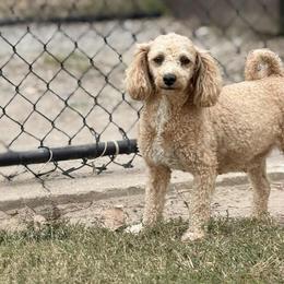 Willow - Shihpoo