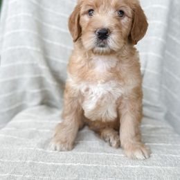 Bear (tan boy) - Apricot Goldendoodle puppy in Cleburne, Texas from Garrett Family Doodles