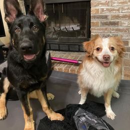 German Shepherd Puppies from Erfolg German Shepherds