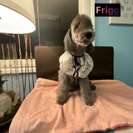 Bedlington Terrier Puppies from Dreamy Bedlingtons