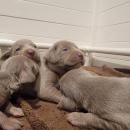 Pink collar Girl - Silver gray female Weimaraner puppy in Alexandria, Virginia from Silvr Galaxy Weimaraners