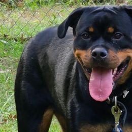Bella - Rottweiler